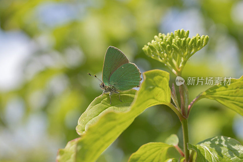 绿纹蝶(Callophrys Rubi)